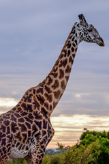 Portrait Giraffe in Ngorongoro
