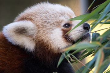 red panda eating bamboo
