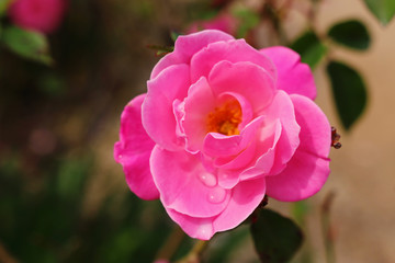 background of pink beautiful rose. selective focus