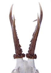 Roe Deer Antlers isolated on white