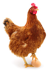 Brown hen and egg isolated.