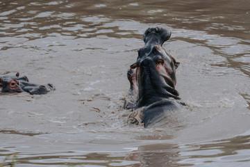 Fototapeta premium Fight Hippo in Serengeti