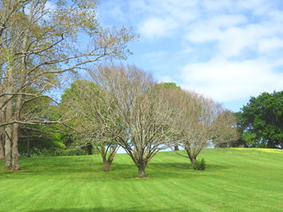 Obraz premium Trees, Auckland