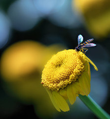 fly on flower