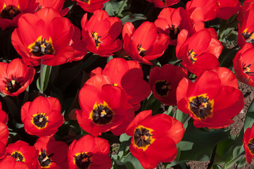 Tulipani rossi in fioritura. Fiori rossi sbocciati. Vista dall'alto, flat lay.