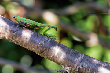 praying mantis on a tree branch