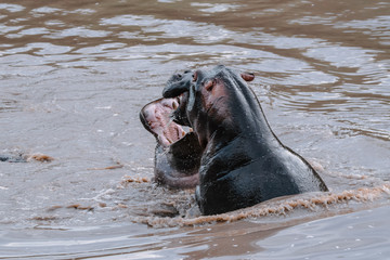 Fight Hippo in Serengeti