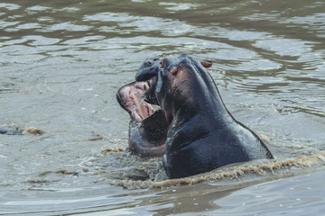 Fototapeta premium Fight Hippo in Serengeti