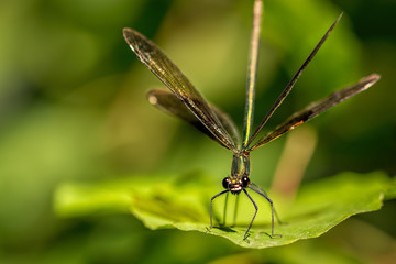 dragonfly on leaf