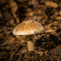 mushroom in the forest