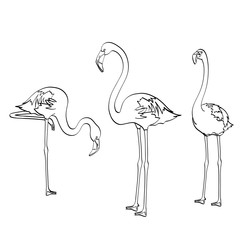 isolated object coloring, black lines, white background. Three pink flamingos on the blue sea, birds rest. Raster