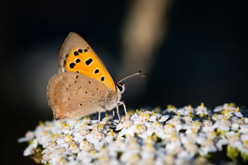 butterfly on flower