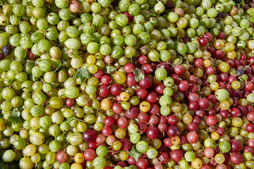 Stachelbeeren