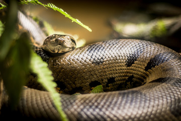 anaconda colombiana