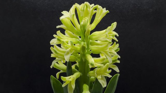 Timelapse of yellow Hyacinth flower blooming