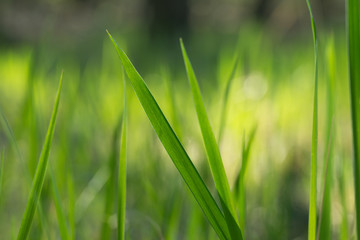 green grass blades macro selective focus