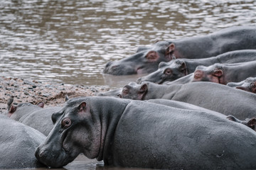 Fight Hippo in Serengeti