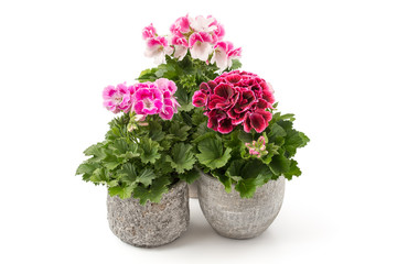 Pelargonium grandiflorum
