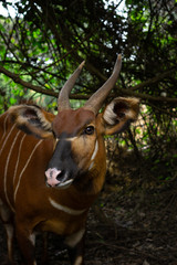 Native wildfire to Kenya