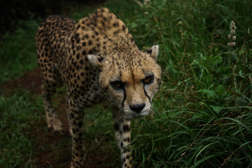 Native wildfire to Kenya