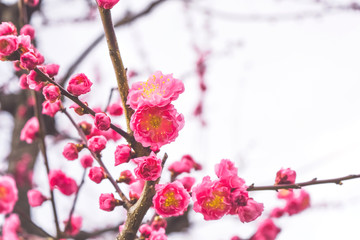 Fototapeta na wymiar Ume flower (Japanese apricot) blossoms full bloom in Osaka Castle, Osaka Japan.