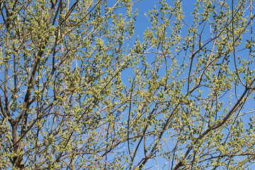 spring willow tree branches against blue sky