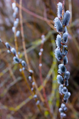 spring rain drops on willow nature comes to life