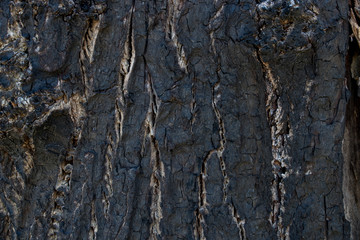 burnt tree bark background texture