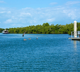A brown pelican is landing with three others in bay leading to the gulf of mexico in bonita springs, naples, Florida with boat and  mangroves in the distance.