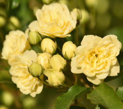 Rosier grimpant jaune, fleur de printemps