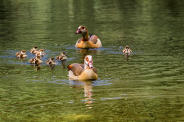 ducks in pond