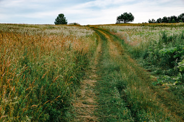 overcast weather. trail in field