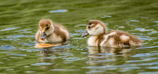 two ducks in the pond