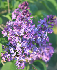 Lilas mauve de nos jardins et senteur très parfumée
