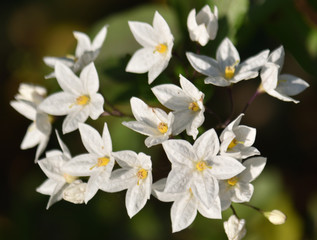 Jasmin blanc en buisson au printemps