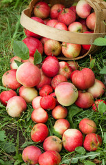 Apples in the basket on the background of green grass. Top view Close-up
