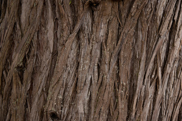 Bark Tree texture full frame in nature. Close Up of Redwood Bark.