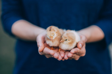 Newborn chiken in palms.