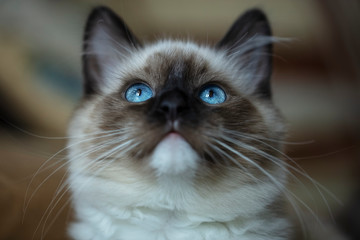 Very beautiful, bright, kitten's blue and expressive eyes