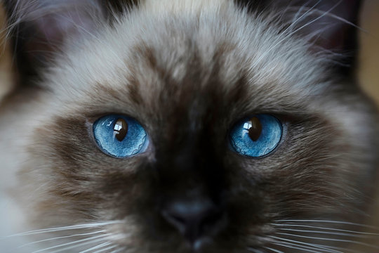 Very beautiful, bright, kitten's blue and expressive eyes