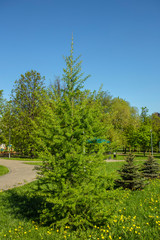 Fototapeta na wymiar Spring landscape. Trees with new foliage on bright spring green grass