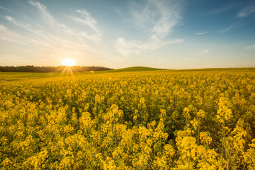 Fototapeta premium yellow rapeseed field at sunset
