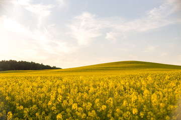 yellow rapeseed field at sunset