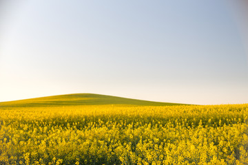 Fototapeta premium yellow rapeseed field at sunset