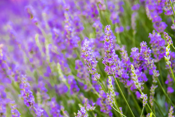 lavender flowers