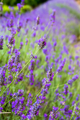 lavender flowers