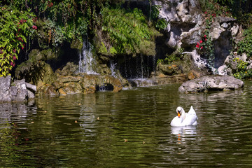 white swan in pond