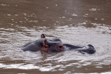 Fototapeta premium Family Hippo in Massai Mara