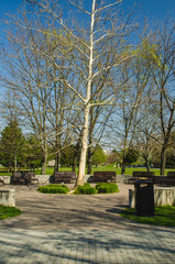 Tree in the urban park