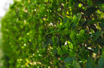 Green leaves background